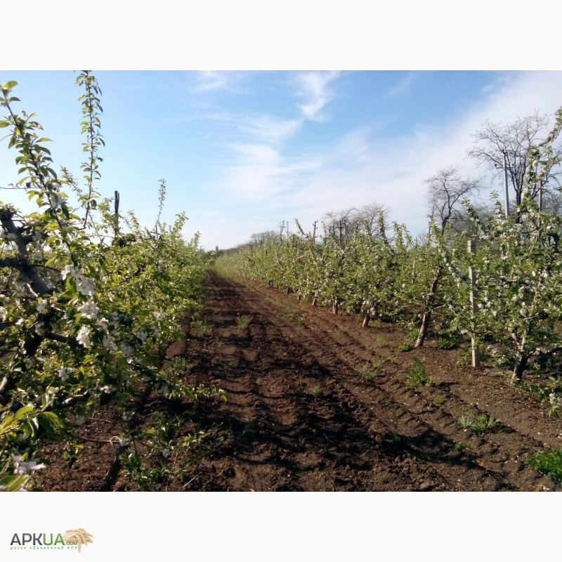 Фото 6. Плодоносящий яблоневый сад в Крыму (Свидетельство, документы готовы)