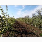 Плодоносящий яблоневый сад в Крыму (Свидетельство, документы готовы)