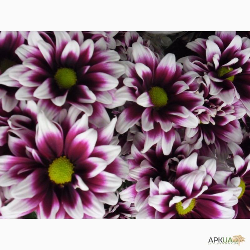 Фото 15. Укорененные саженцы хризантемы