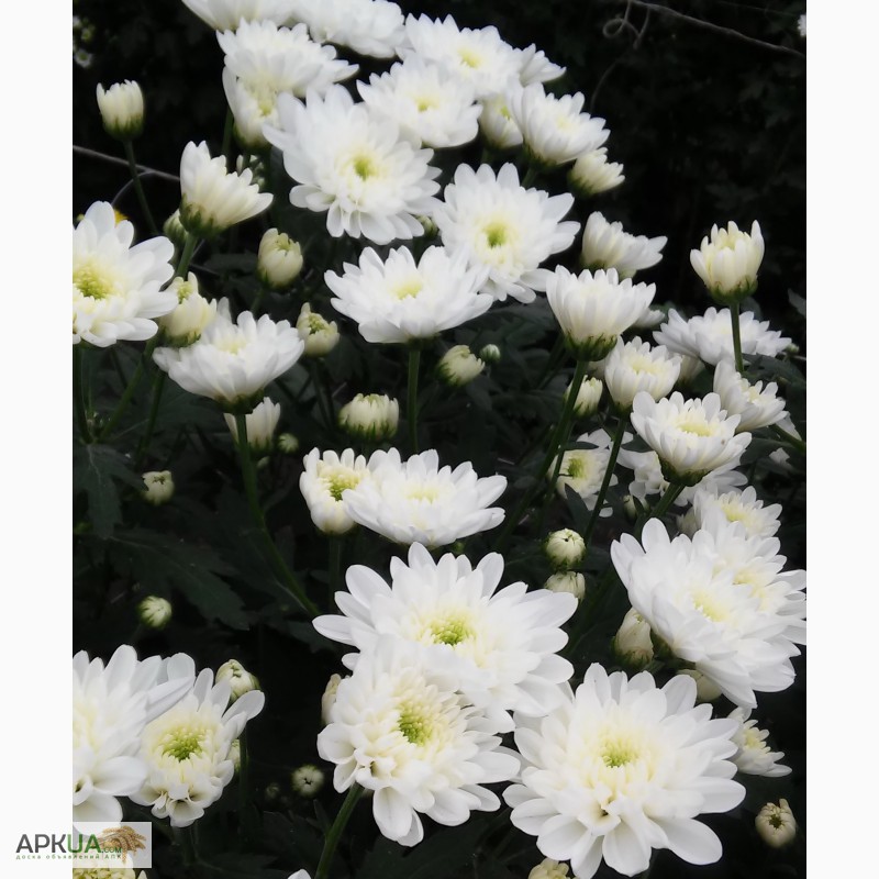 Фото 6. Укорененные саженцы хризантемы