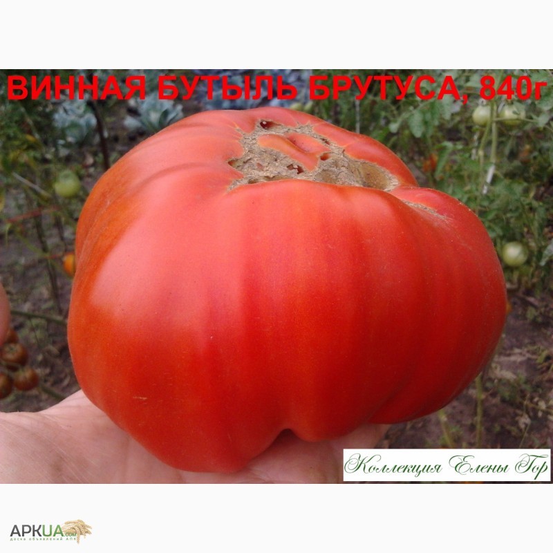 Фото 11. Продам семена томатов