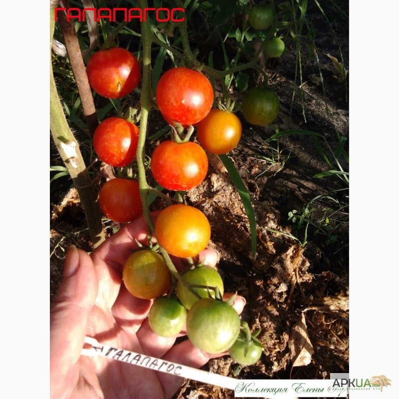 Фото 13. Продам семена томатов