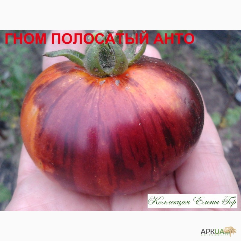 Фото 14. Продам семена томатов