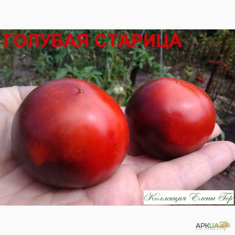 Фото 15. Продам семена томатов