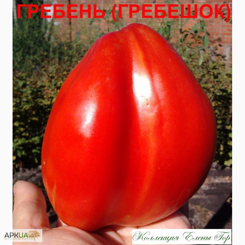 Фото 18. Продам семена томатов