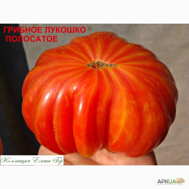 Фото 19. Продам семена томатов