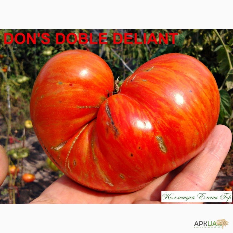 Фото 3. Продам семена томатов