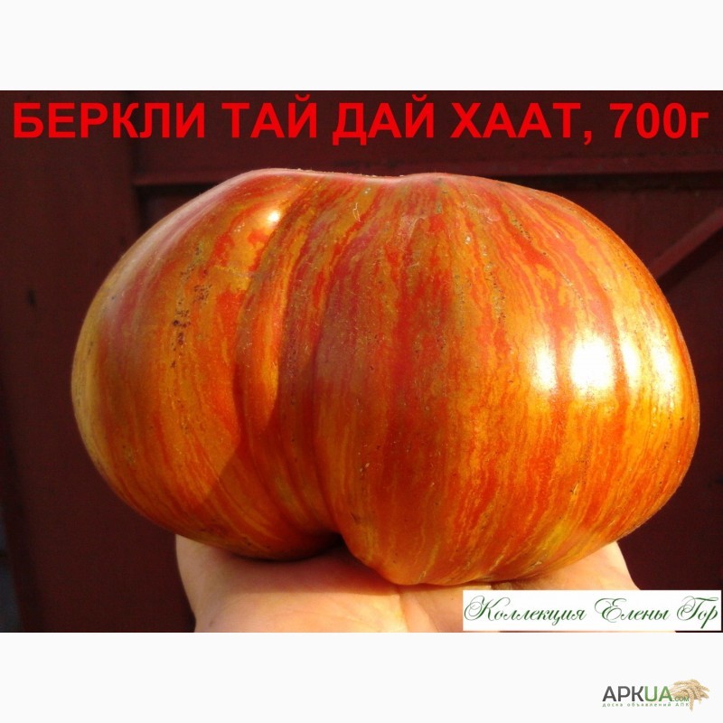 Фото 8. Продам семена томатов
