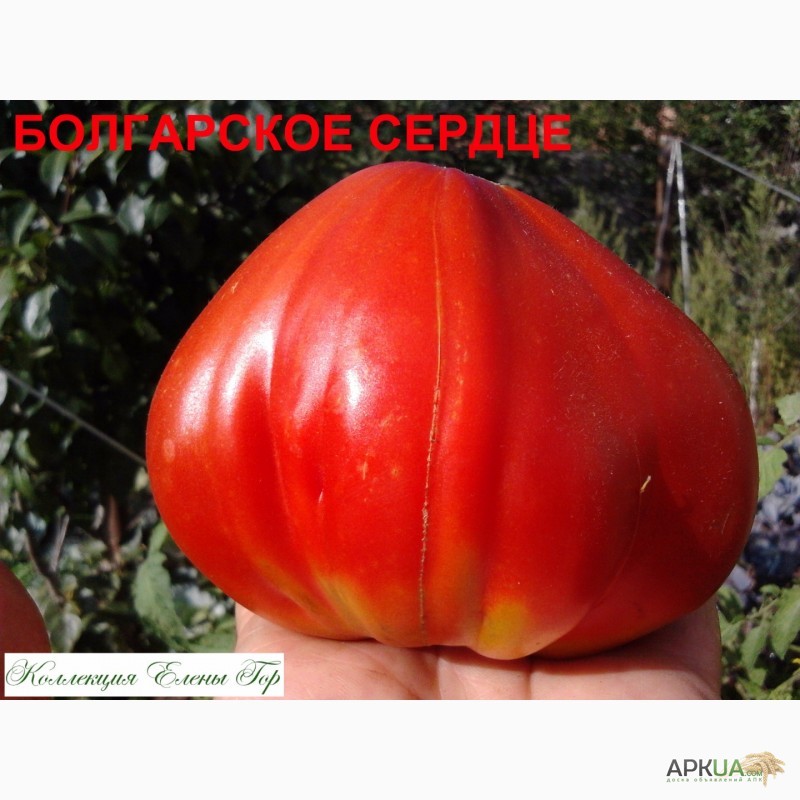 Фото 9. Продам семена томатов