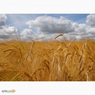 ЗАКУПАЕМ зерновые культуры по всей территории Украины