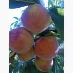 Продам саженцы персиков и нектаринов