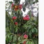 Продам саженцы персиков и нектаринов