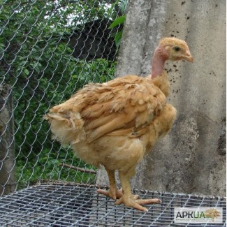 3х недельные цыплята мясо-яичной породы Рэд бро и голошейка. с вакцинацией