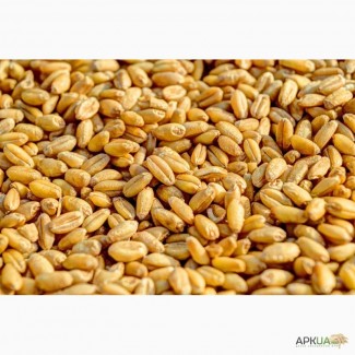 Семена озимой пшеницы-урожайность 75-90 ц/га