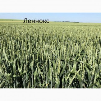 Канадская пшеница Ленокс - 1реп. (двуручка)