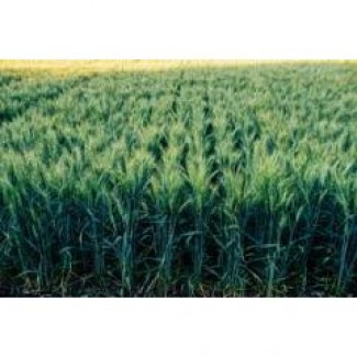 Продам насінння озимої пшениці сорт Алтіго (Франція)