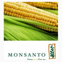 Семена кукурузы Monsanto различных гибридов, Черкасская обл