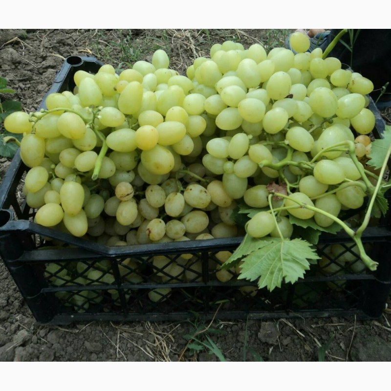 Фото 2. Продам виноград столовых сортов