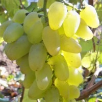 Продажа высококачественного винограда