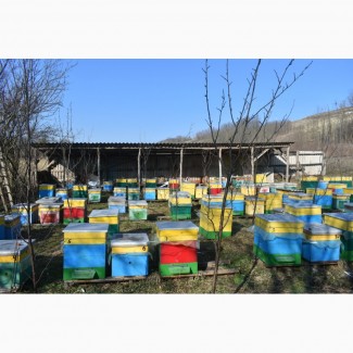 Продам бджолопакети української степової породи в кількості 100 шт рамка дадан