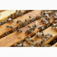 Бджолопакети пчелопакеты Карпатка продам вигідно