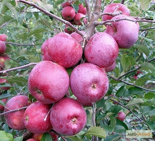 Фото 2. Продам яблука високої якості