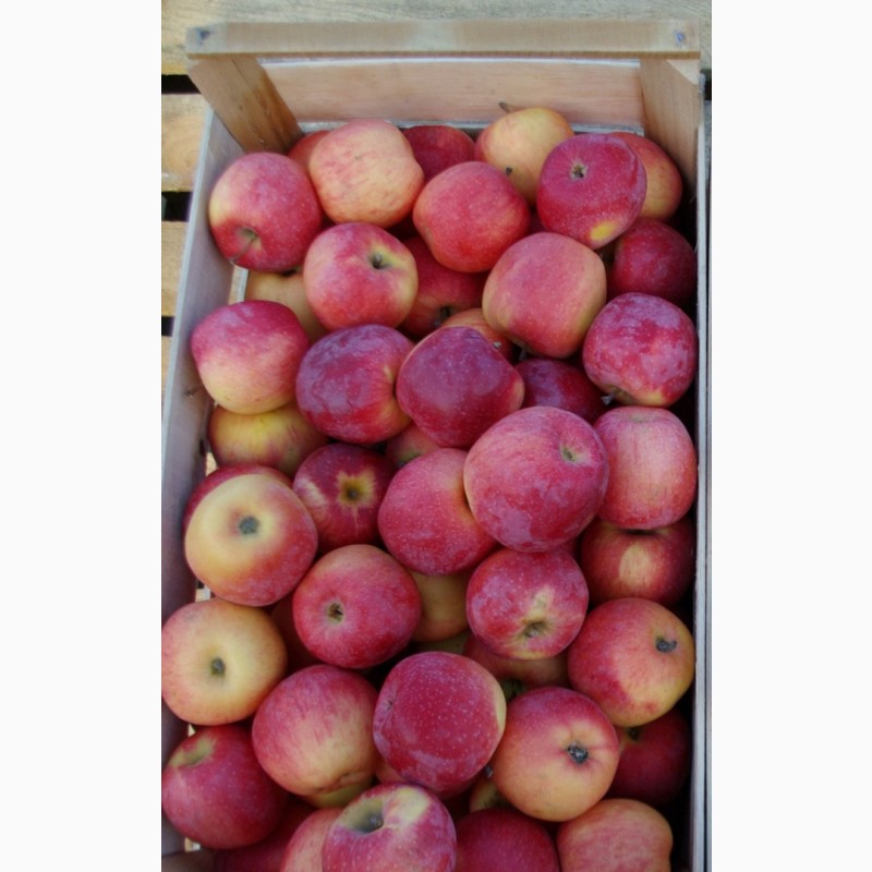 Фото 3. Продам яблука високої якості