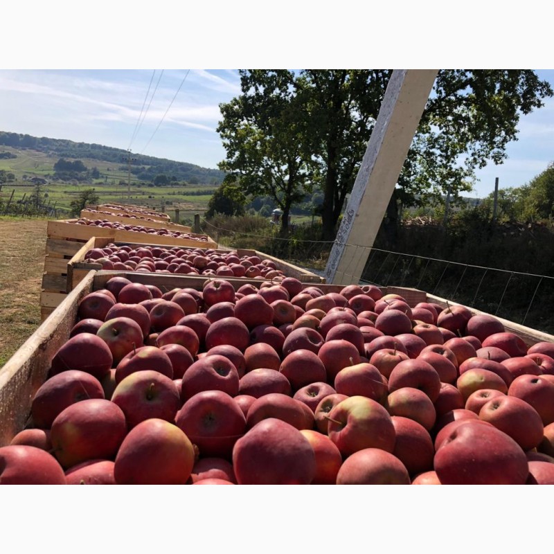 Фото 2. Продам яблука з власного саду, Львівська область (Миколаївський р-н)