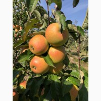 Продам яблука з власного саду, Львівська область (Миколаївський р-н)