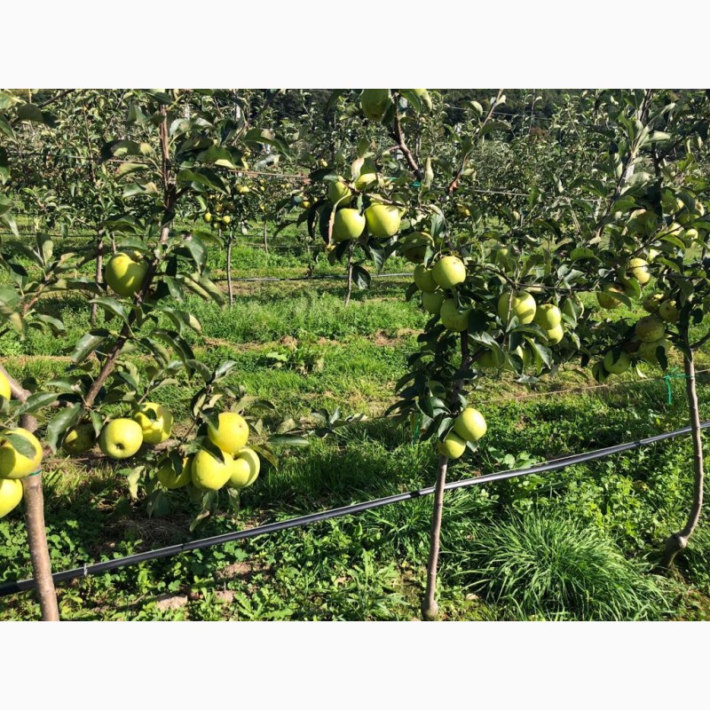 Фото 4. Продам яблука з власного саду, Львівська область (Миколаївський р-н)