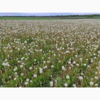 Продам семена одуванчика (Taraxacum officinale)