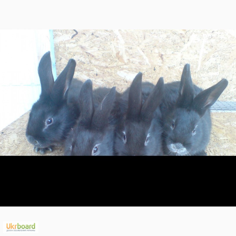 Фото 5. Продаю кроликов породы серебристый (полтавское, европейское серебро, БСС), бургундец