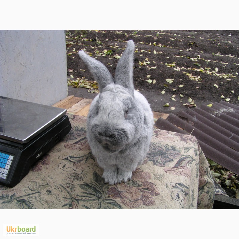 Фото 6. Продаю кроликов породы серебристый (полтавское, европейское серебро, БСС), бургундец