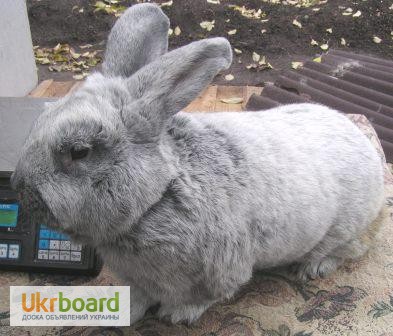 Фото 7. Продаю кроликов породы серебристый (полтавское, европейское серебро, БСС), бургундец
