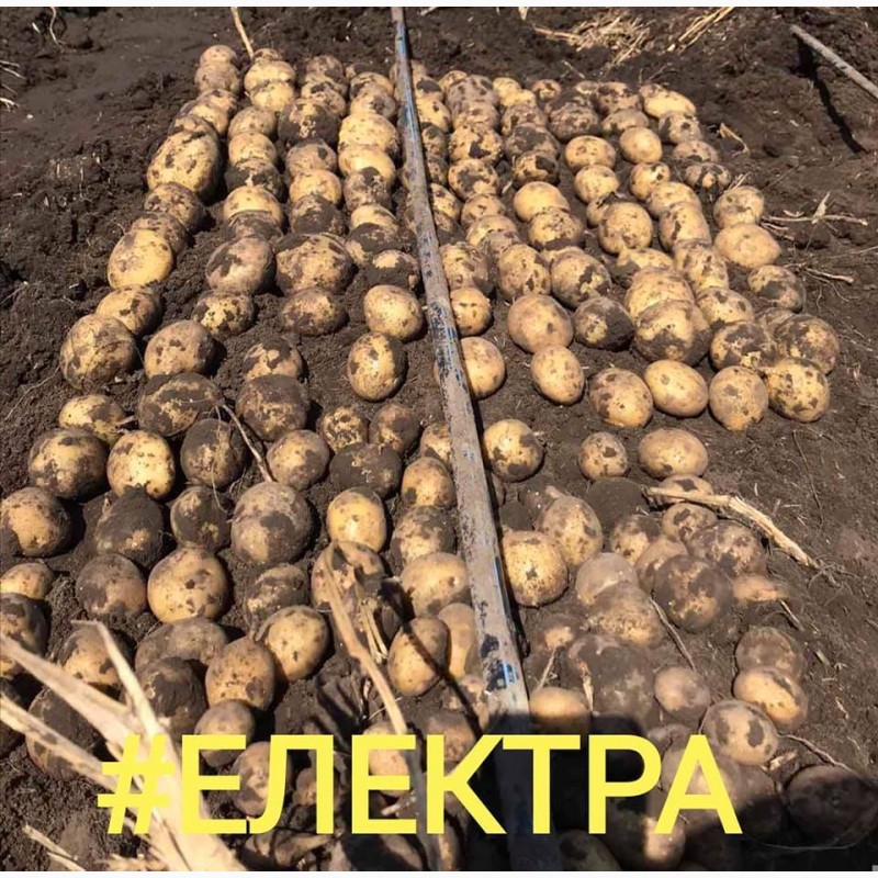 Купить СЕМЕННОЙ картофель 1Р, Днепр, Картофель (картошка) — APKUA