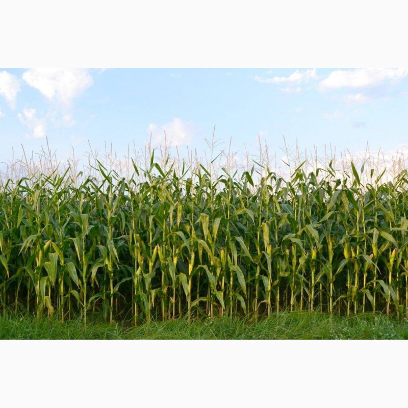 Фото 12. Продам кукурузы от компании экспортера с 10 000 тонн