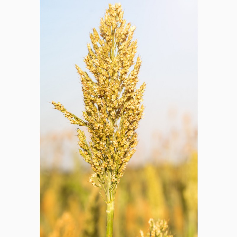 Фото 2. Закупаем пшеницу - зерновые культуры