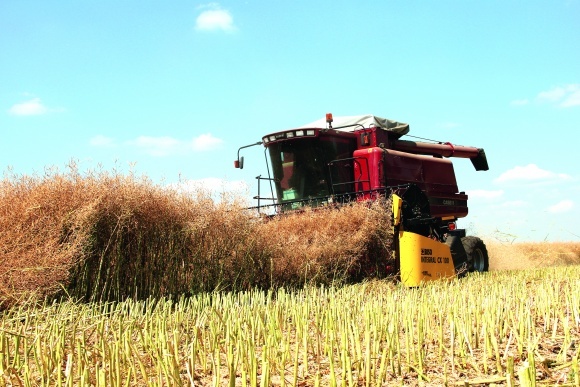 Фото 3. Закупаем пшеницу - зерновые культуры