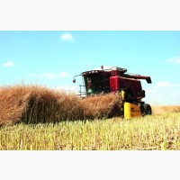 Закупаем пшеницу - зерновые культуры