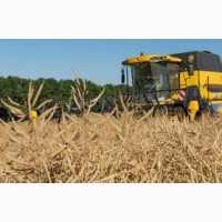 Закупаем пшеницу - зерновые культуры