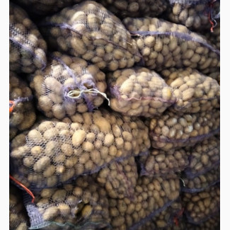 Куплю молодой картофель по 4 грн с доставкой в Киев