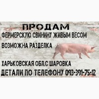 Продам свинину живым весом, Харьков, Харьковская обл