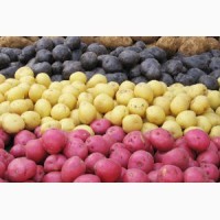 Продам картоплю товарну і насіння сорту Арізона, Воларе, Гранада, Рівєра, Торнадо