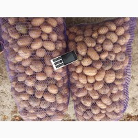 Продам картоплю товарну і насіння сорту Арізона, Воларе, Гранада, Рівєра, Торнадо