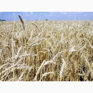 Пшениця м#039; яка озима Ангелус