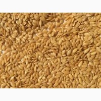 Семена льна золотистого, сорт Голдберг-40 грн/кг