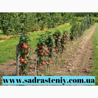 Саженцы роз, плодовых деревьев и кустарников от производителя