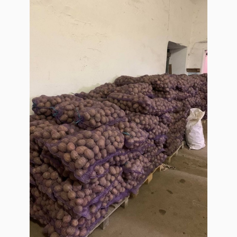 Фото 2. Продаємо товарну картоплю.В наявності 150 тон Бєла Роса 50 тон Рудольф
