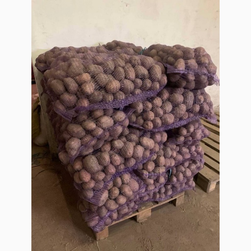 Фото 3. Продаємо товарну картоплю.В наявності 150 тон Бєла Роса 50 тон Рудольф