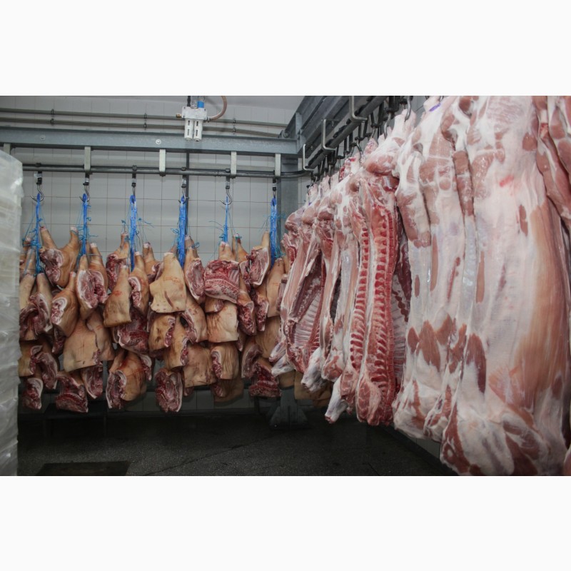 Фото 2. М#039;ясо оптом від виробника. Напівтуші свинні, елементи та субпродукти, свинина з доставкою